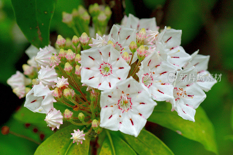 大叶菖蒲/山桂花